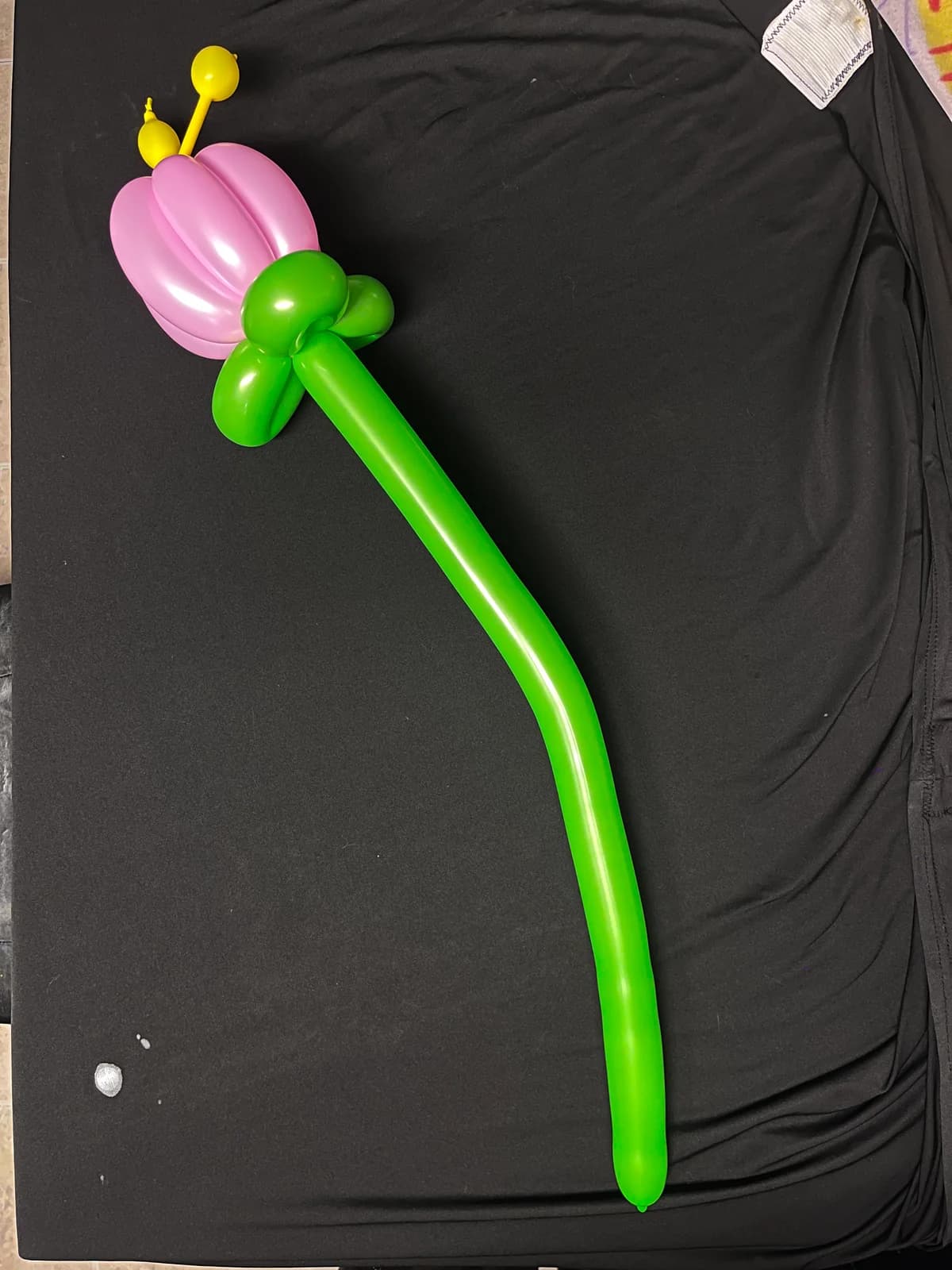 Pink balloon flower on a long green stem